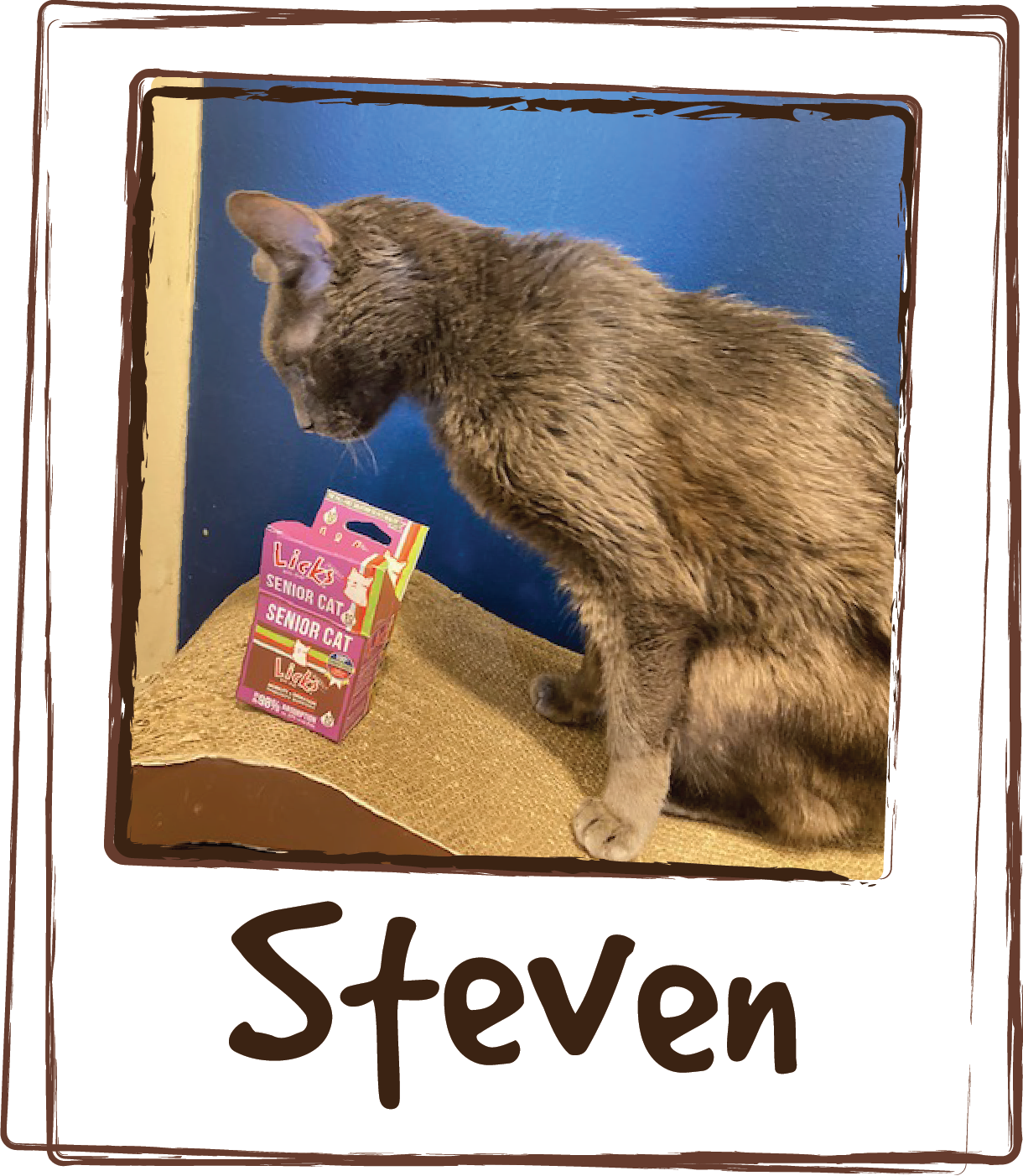  “Steven is my 17-year-old 3-legged Russian Blue. He loves Senior Cats Licks! He licks it right out of the envelope!” 
