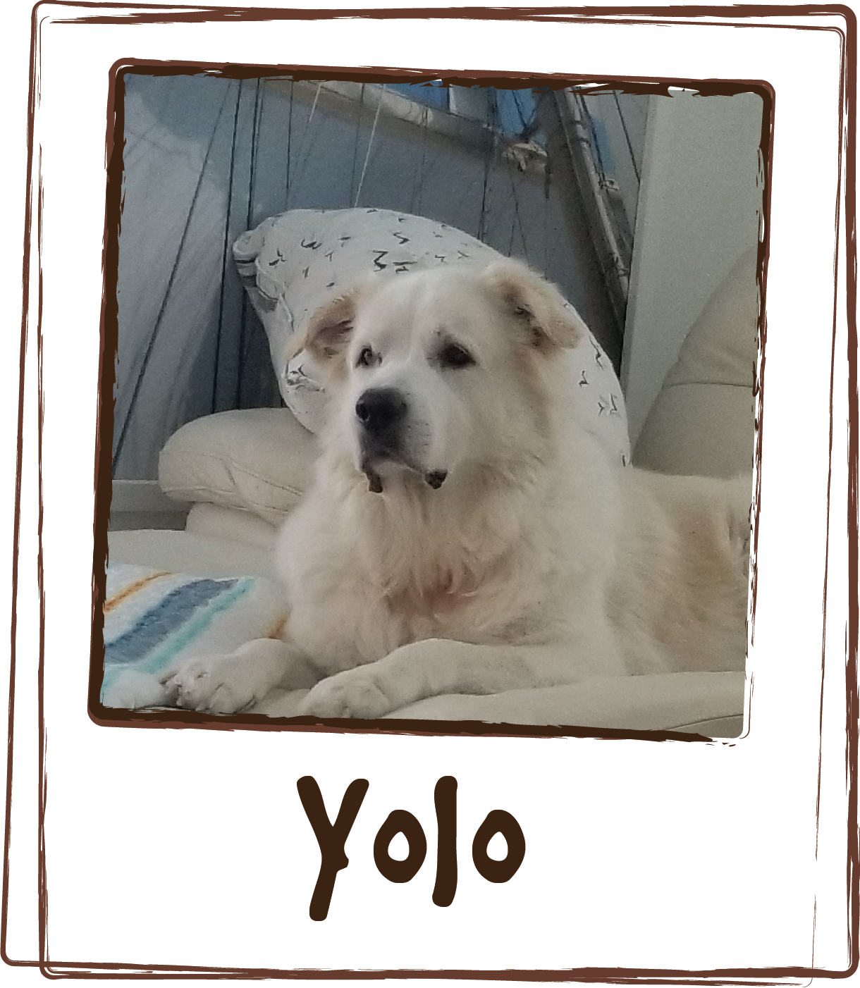  “Yolo is a 160 pound Great Pyrenees. Unfortunately he is desperately afraid of storms. To the point he will become aggressive. To add fuel to the fire the poor little (big guy) lives in Florida.  Lick's Calm has not only helped him daily summer thun