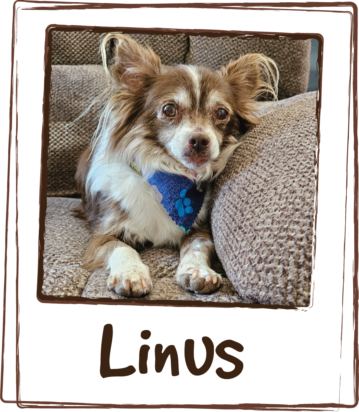  “Linus is a very picky, 10 y/o 8 &amp; 1/2 pound, long haired Chihuahua. I have fed him some of the best fresh frozen dog foods that he will eat for a while then turn up his nose and refuse to eat until I change food. So I was surprised and happy wh