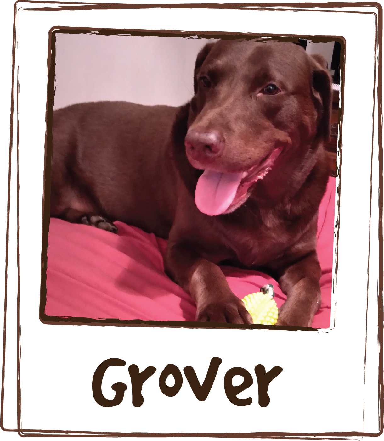  “Grover has hip pain and he feels so much better and sleeps well when I give him the pain relief packet. It makes me happy to see my boy feeling better and playing. Thanks Licks!” 