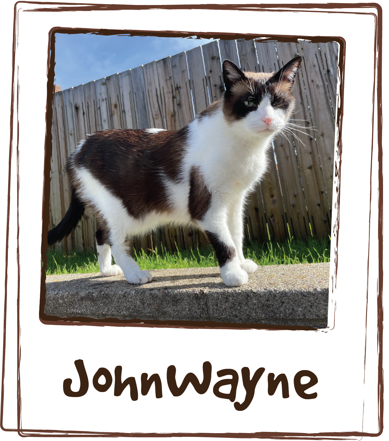  “JohnWayne will be 16 in September. His front shoulders started getting bad a few years back. Nothing helped for more than a few weeks. He's been on Licks (Senior) for a year now and it's such a huge difference! He's still my old man, but he is in S