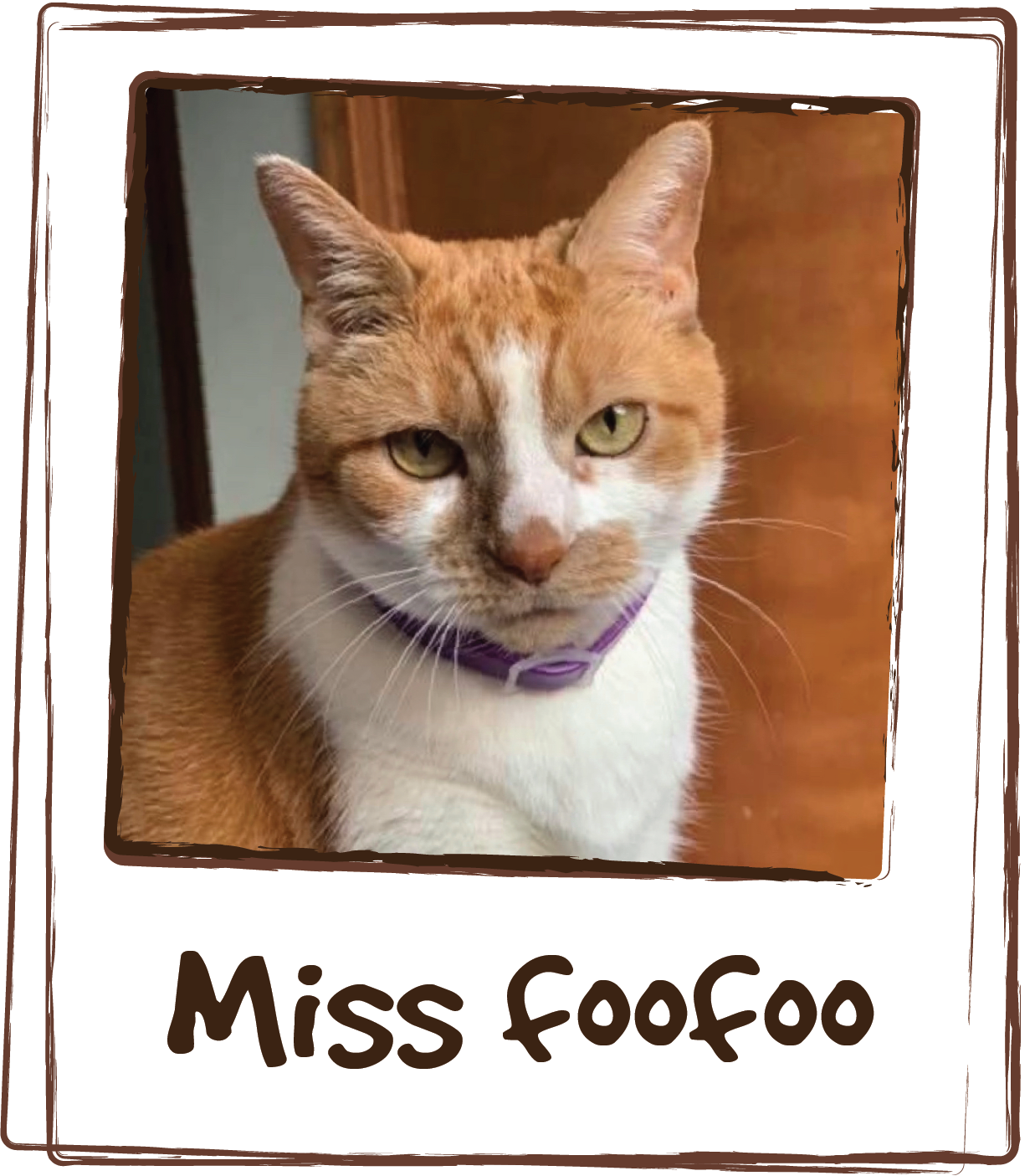  “Miss foofoo (who uses Licks Urinary Tract Care) was adopted from the Aspca at the age of 3 now 16 has been in stage 4 kidney failure for a year. Such a strong beautiful fur baby. My son was a month old when we adopted her. He’s now 13. She is lovin