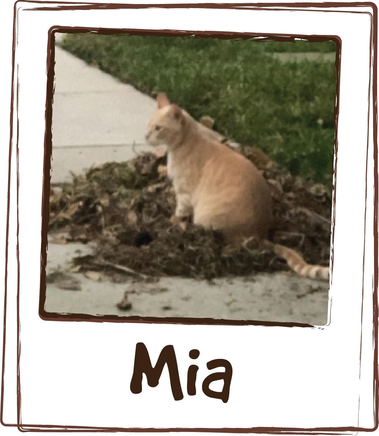  “Mia uses the Relaxing (Cat ZEN Calming Aid), The product is really good 😊” 