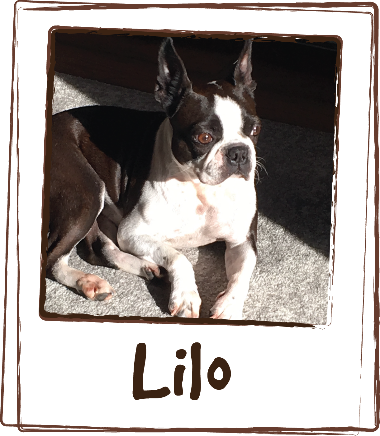  “Lilo loves The taste and can’t get enough of it. She seems to calm down however she is a nervous Nellie with the thunderstorms and the loud booms but your product seems to keep her mellowed out. Thank you for your product!” 