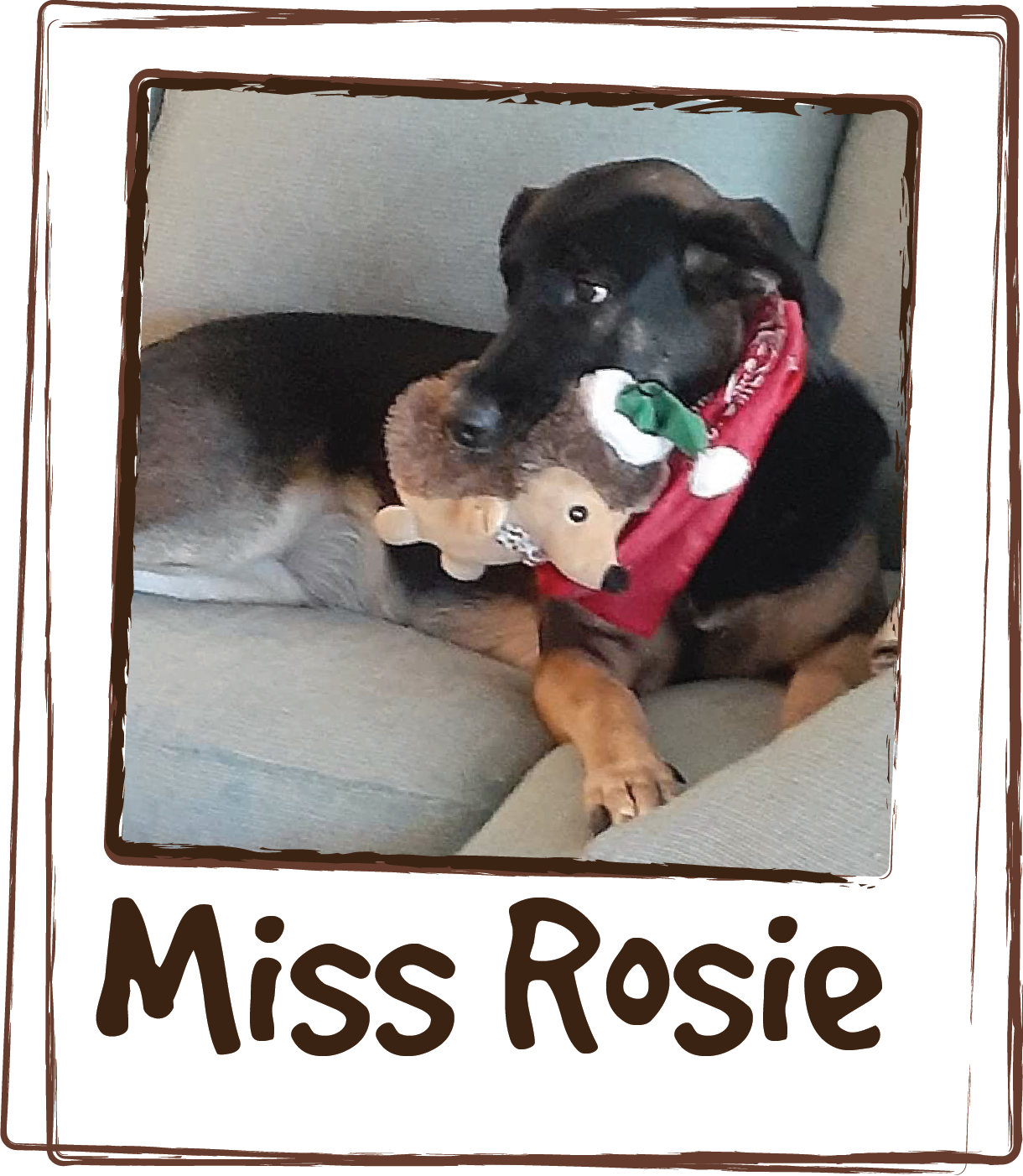  “I tried your product back in 2020 and it did amazing things for Miss Rosie. Cleared up her flaky skin, no more itching and scratching, her coat is shining, her eyes clearer. Less shedding. Then had to stop buying your product. I just recently order