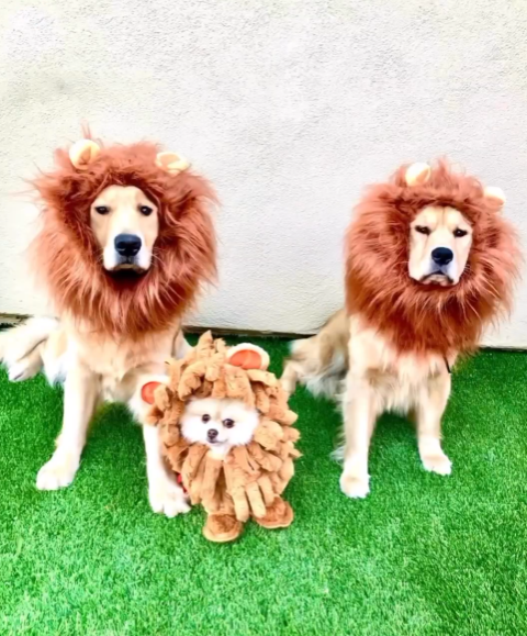 @sassy_sophie_and_trievers - Lion Kings