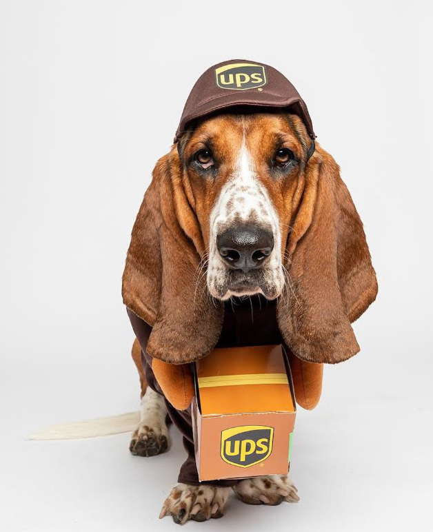 @ernest.the.basset - UPS Delivery Person