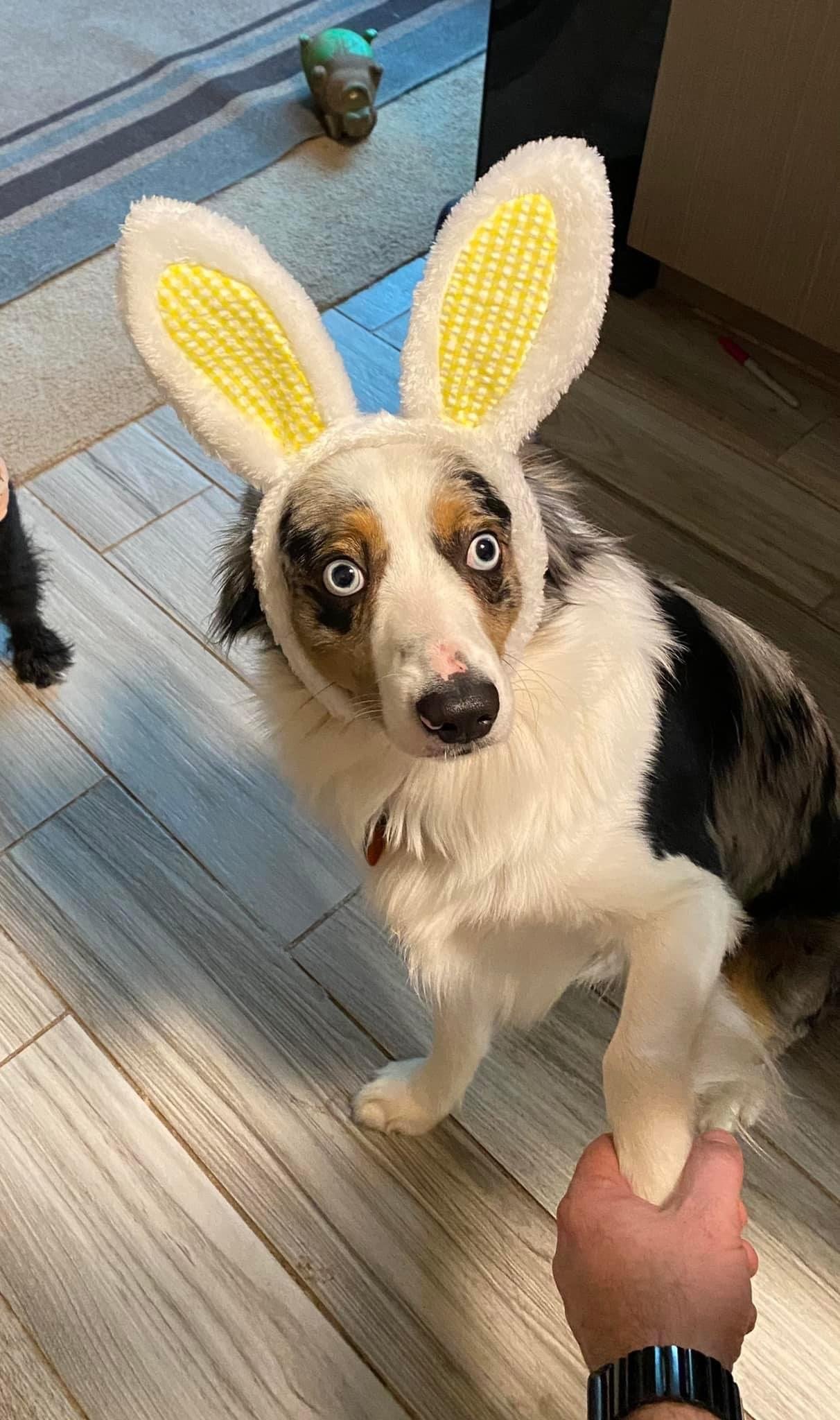 Clark - Easter Bunny