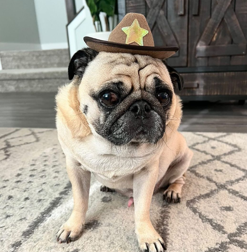 @puggyboba - The Town Sheriff