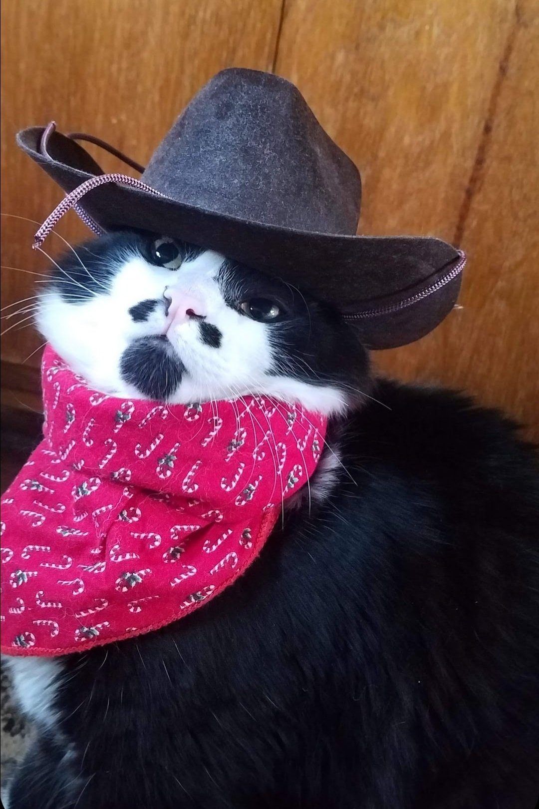 Zorro - Cowboy