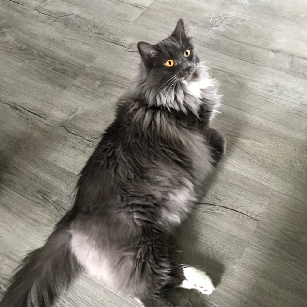 Tuesday Testimonial! Meet sweet Amber. Our LICKS Hairball can work come magic. 🪄

&ldquo;This is the very first product that actually works with our long haired cat!
Excellent results! 
Thank you&rdquo;