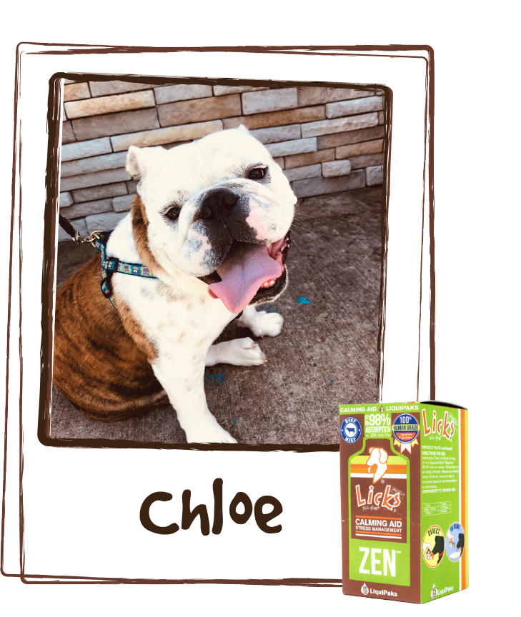 “My girl is pretty mellow about most activities, as Bulldogs usually are, however she does get anxious while riding long distances. Since we take her everywhere we needed to find something that would help her enjoy her ride and the Zen Gel packs are