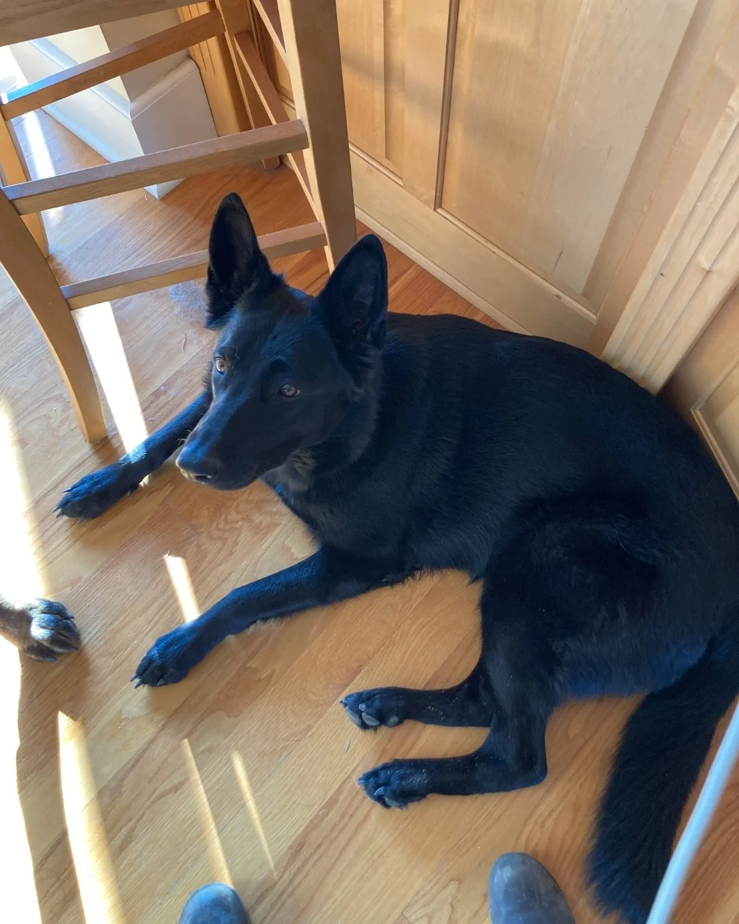 Testimonial Tuesday! Meet Rose🌹 
&quot;My breeders recommended multi-vitamin supplements for Rose. She can be a picky eater, but we have found she LOVES Licks liquid vitamins. We are constantly told how beautiful she is and asked how we keep her coa