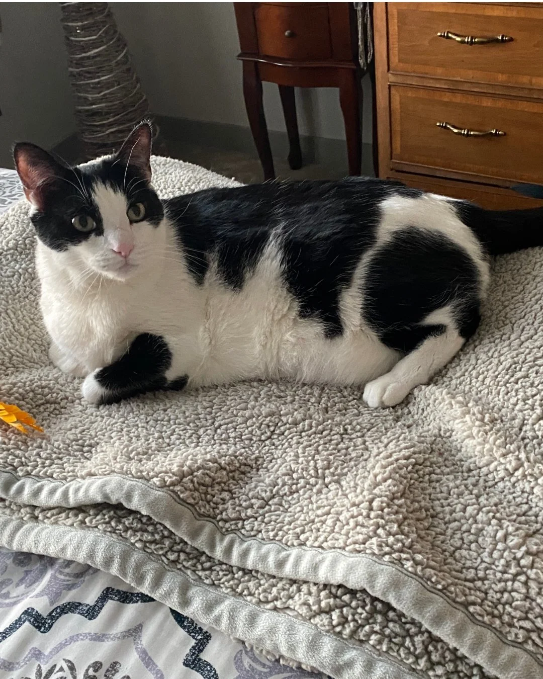 It's Testimonial Tuesday! Meet Blitz!🐱 
&quot;He loves these packets....he sits every morning waiting for me to give him one....I will always have these in hand for him.&quot;
-Barb

We know that some cats can be picky when making changes to their r
