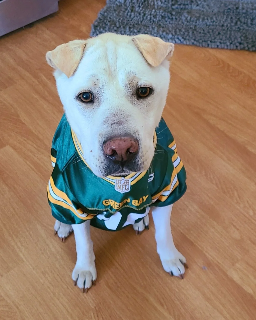 Football season is underway!!🏈 Let's celebrate with this week's testimonial- Fred from Green Bay!

&quot;This product has helped my dog so much. My dog was loosing all his fur and the vet did not know what else could be done. We discovered this prod