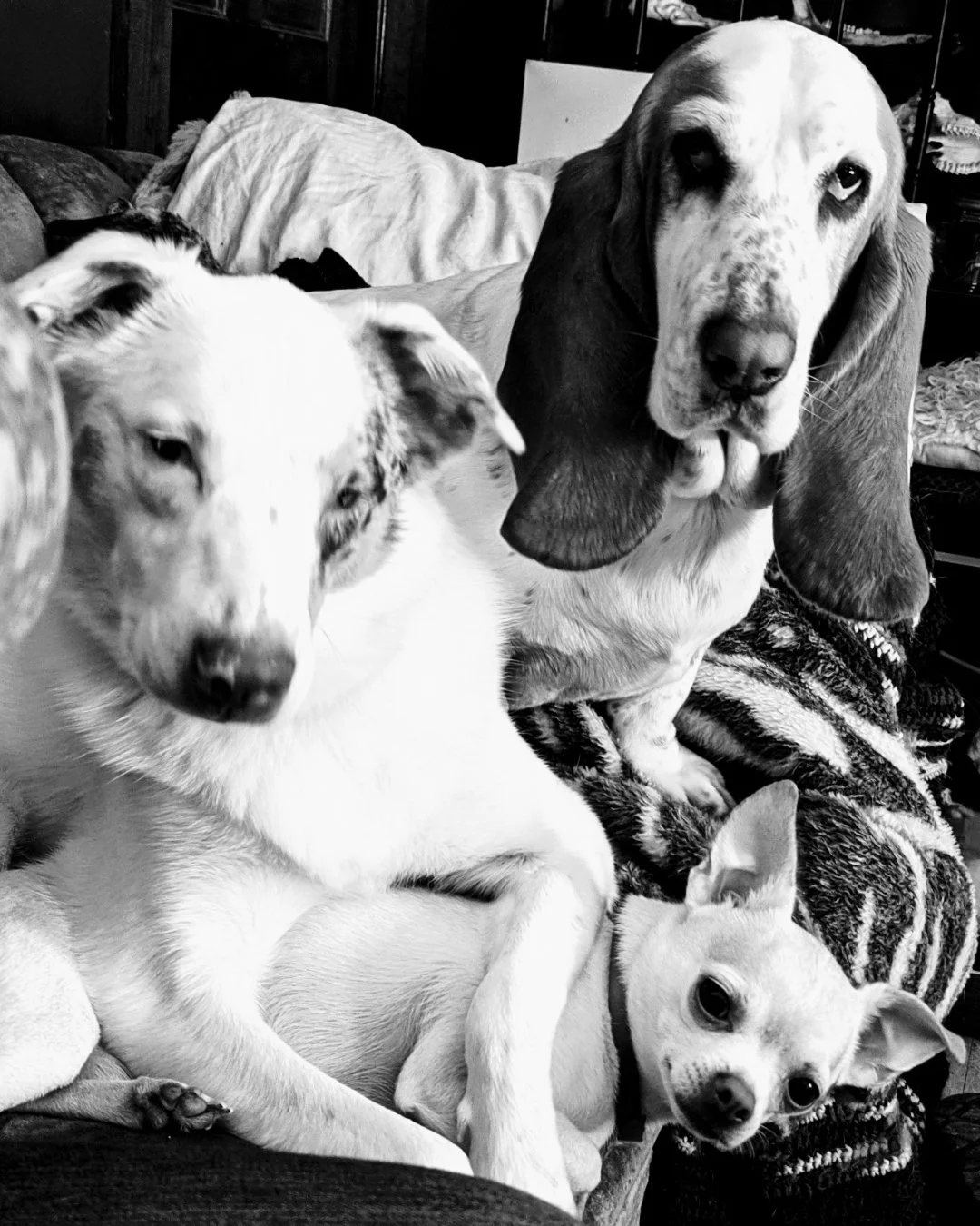 Testimonial Tuesday! Meet Katie, Tempus, Roobert, Tinks and Stormy!

&quot;My dogs were itching relentlessly. I had tried everything from changing their diet to myriad skin and grooming products. While at a local store looking for yet another product