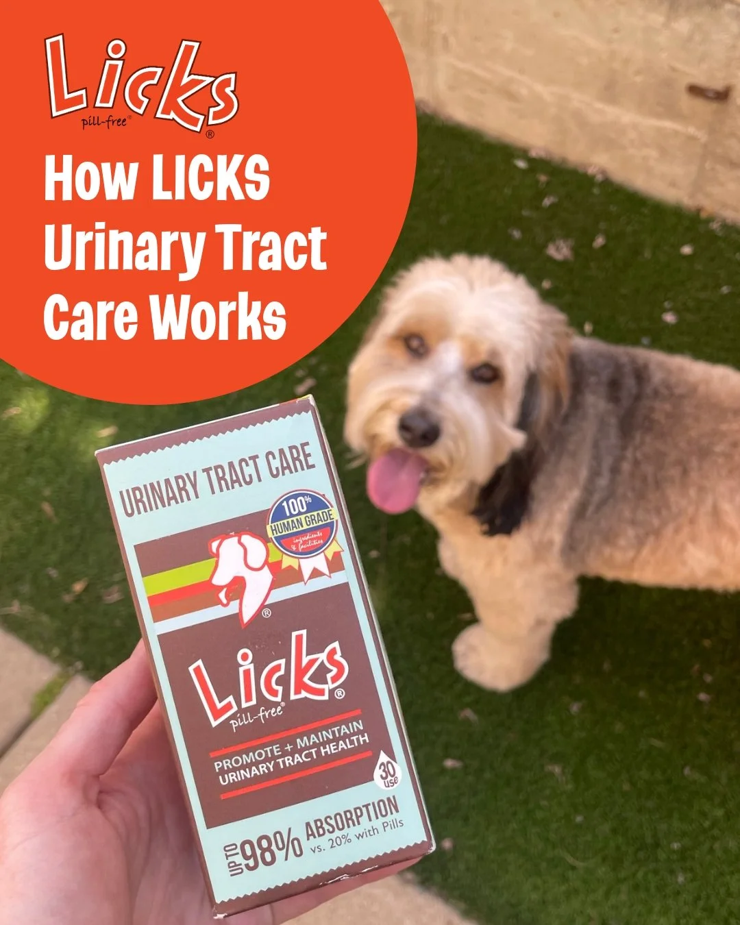 Say goodbye to bladder discomfort- For good!! 🐾

Too many urgent trips outside or to the litter box? Bladder discomfort can be tough on your furry friend, but Licks Urinary Tract Care (UTC) is here to help! Packed with polyphenol antioxidants, our f