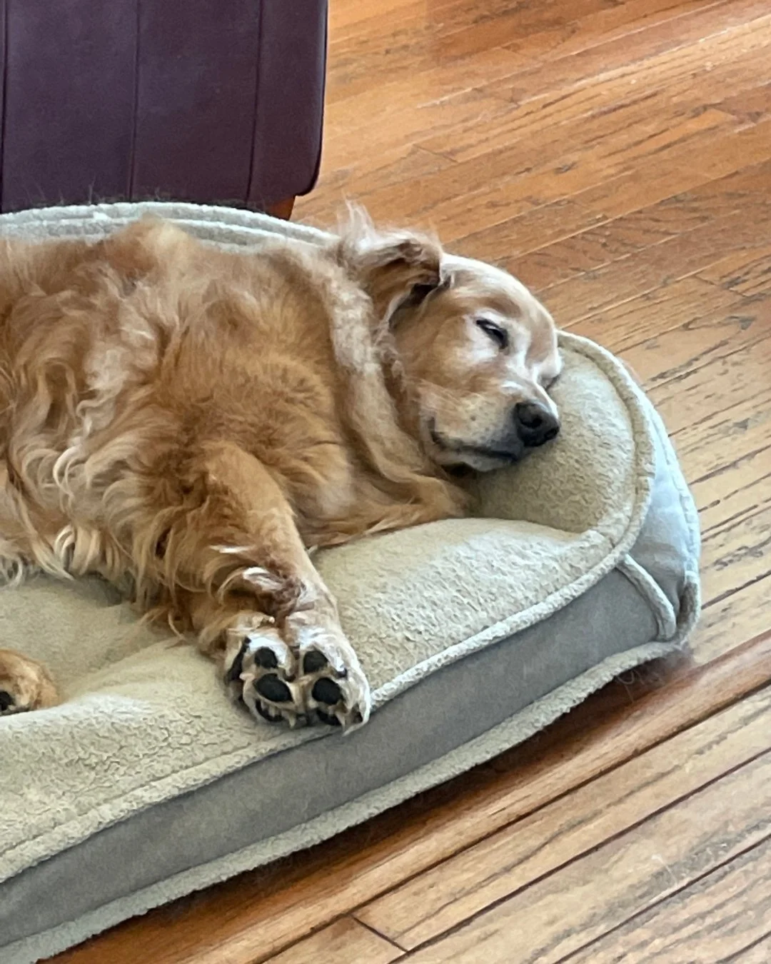 Happy Testimonial Tuesday! Stay Golden with Myles &amp; Sunny! ☀️☀️☀️ 

&quot;The older my Golden's get, the more nervous they get with thunderstorms and fireworks. Nothing seemed to calm them down &amp; trust me, I bought a lot of different calming 