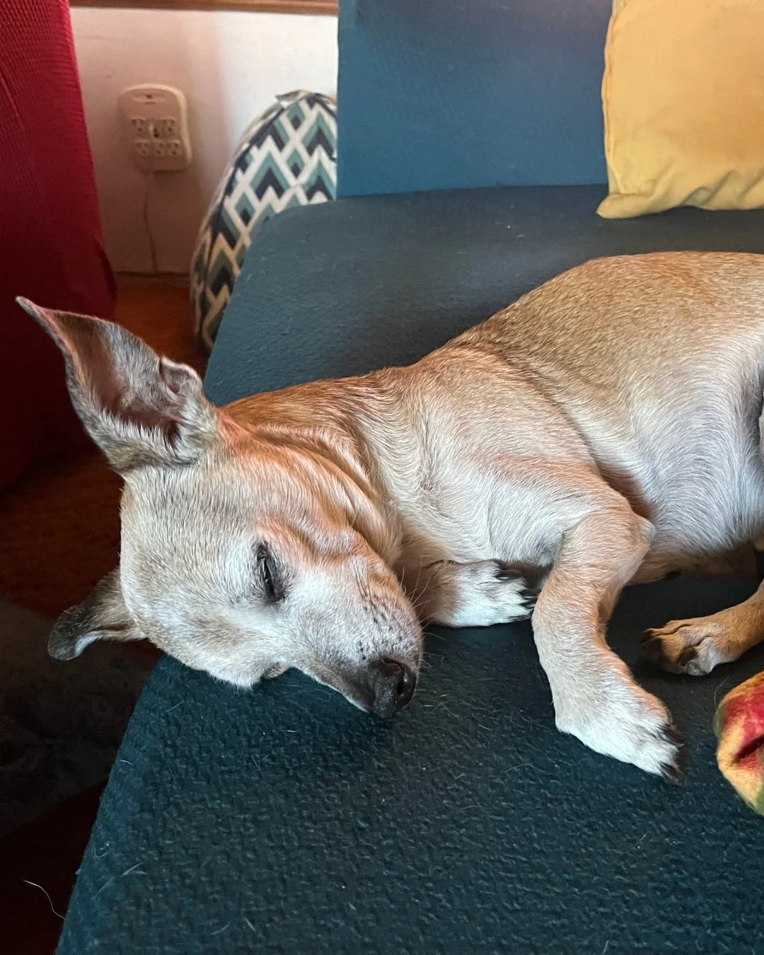 It's Testimonial Tuesday - Meet DeNiro! We are so happy our ZEN Calming Aid was able to help in times of need 🧡 

&quot;My dog is a 14 yr. old, 14 lb. Chihuahua mix who has, sadly, started experiencing cognitive dysfunction. He gets very stressed an