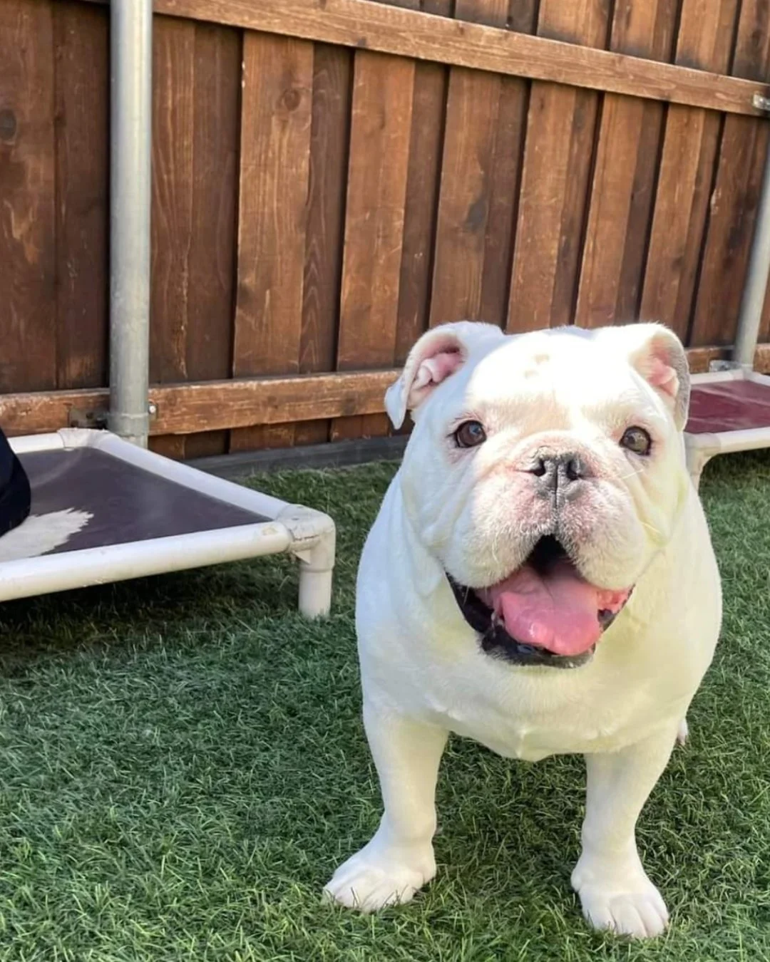 It's Testimonial Tuesday- Meet Porkchop!! 
We are so happy that our Skin &amp; Allergy works wonders for Porkchop!!🧡🧡🧡 

&quot;I have been using LICKS skin and allergy for over 5 years. It has worked wonders for my English bulldog, Pork Chop! He i
