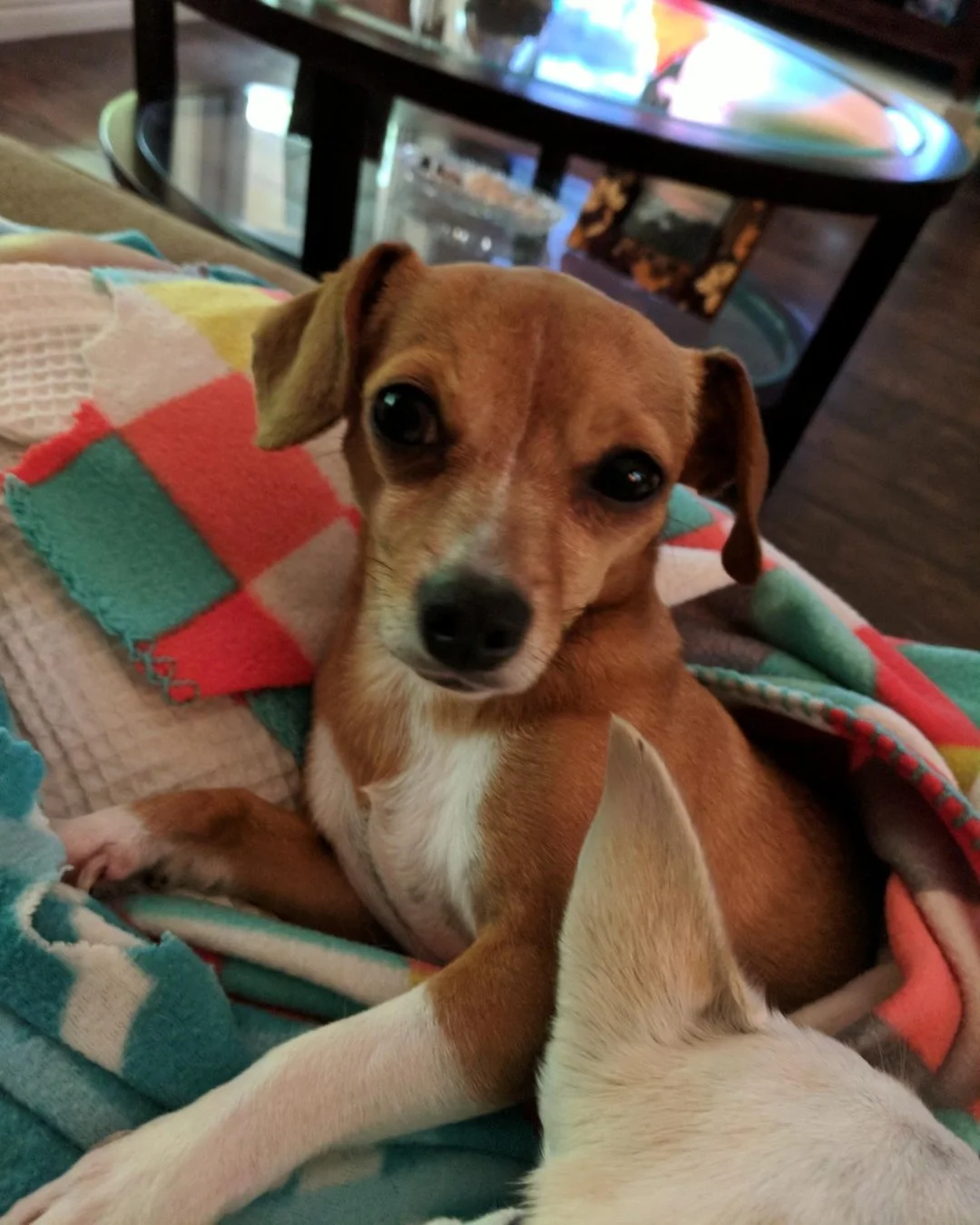 It's Testimonial Tuesday- Meet Kloe!
Kloe used our ZEN Calming Aid to help calm her nerves in times of stress 💚 

&quot;This is the only product that I have found that helps my poor chiweenie!!&quot;
-Carla