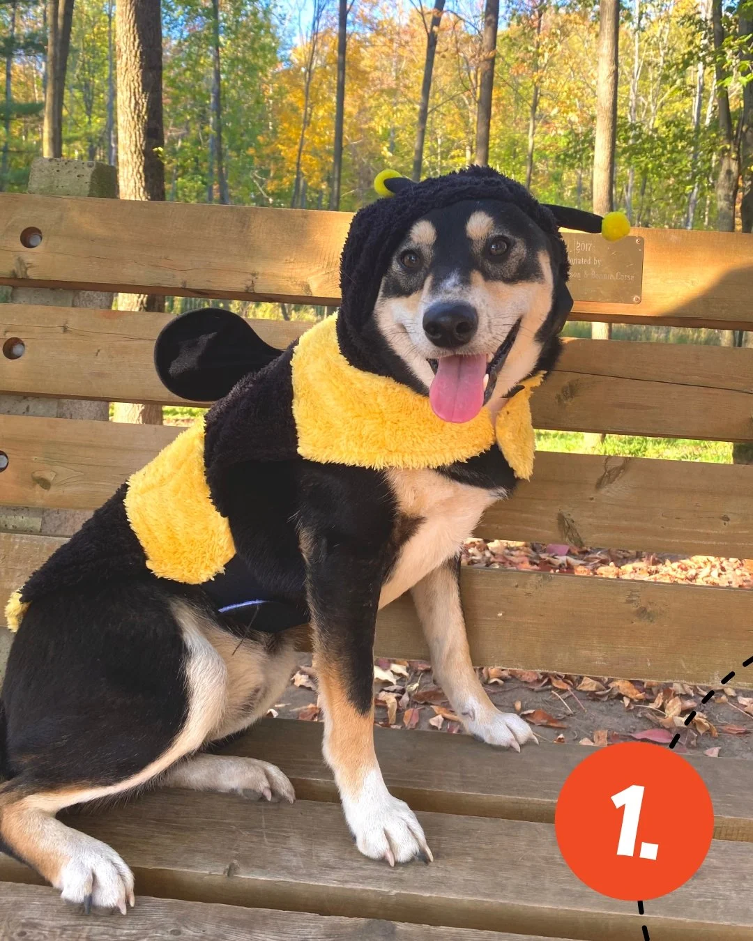 The first round of entries into our Halloween Raffle are here! How cute are they!? 👻 👻👻

1.  @nico.sophie_shiba
2. &amp; 3. @breckindoodle.17 
4. @crazycat_sanctuary
5. @occhihirothehusky

DM us your photo by 10/30 for a chance to win FREE Licks!!