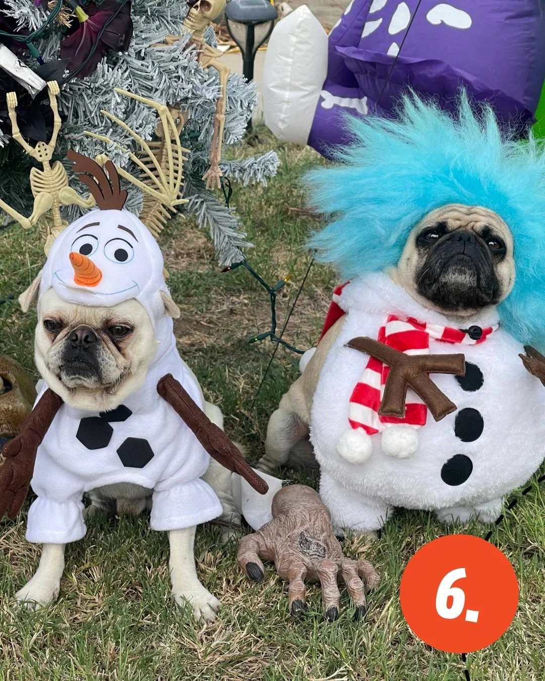 Round 2 of entries for our Halloween Raffle!! We love these spooky pet costumes - keep them coming!!👻 

#6. @Simbanala_thepugs as Olaf and Jack Frost
#7. @herbiethemooland as the Nightmare Before Christmas
#8. @veer_boop as an angel
#9. @woody_snow_