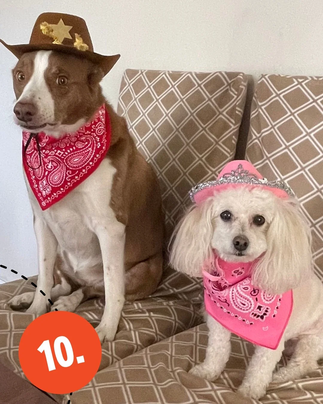 Round 3 of our Halloween Raffle entries! We love these awesome costumes!!👻 🧡 

#10. Luna &amp; Marble as Cowgirls!
#11-13. @crazycat_sanctuary Timmy, Groot and Oreo!
.
DM us your pet costumes to enter now through 10/30. Raffle winner announced on H