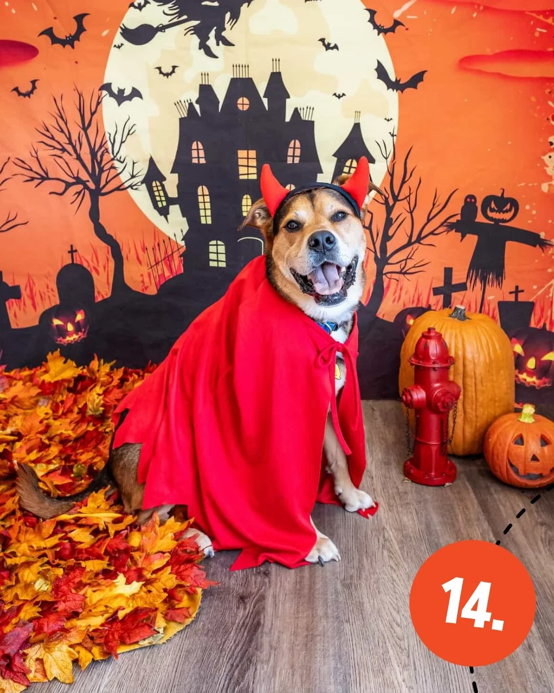 Round 4 of our Halloween Raffle entries! Today is the last day to enter our raffle for FREE LICKS!!🧡 🎃 

#14. @the_duke_of_illinois as the Devil!
#15. @simbanala_thepugs as a teddy bear
#16-18. @thatcorgigirl - George the superhero, Birdie the infl