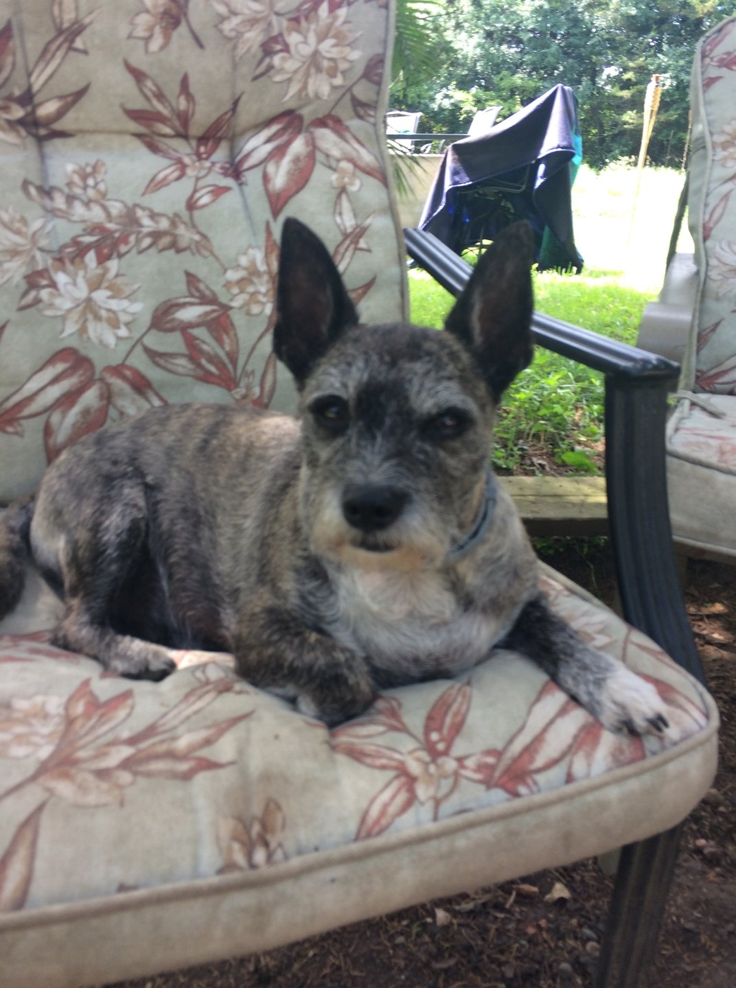 It's Testimonial Tuesday! Meet Beros, Ares, and Jax!

"We give our Bouviers Licks calming liquid before the vet and before grooming and they are very calm. Ares our big baby gets some during thunderstorms and remains calm. We LOVE this product!&