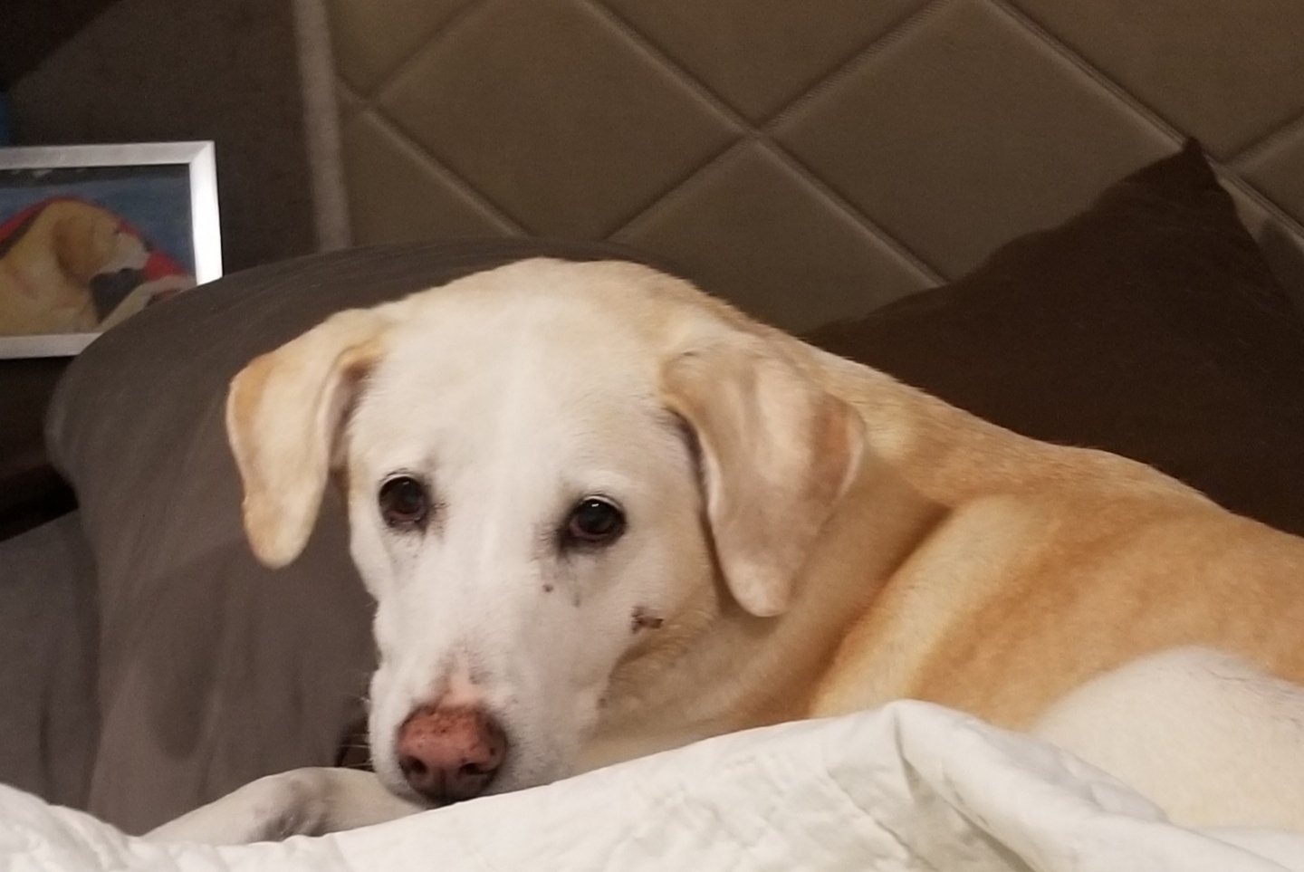 It's Testimonial Tuesday! Meet Carlee 😊 

"I had Carlee on arthritis meds from vet. Can destroy the liver. I saw licks (ElderDog) and decided to give it a try, she is like 5 years younger! She jogged in the field  yesterday!  I couldn't believe