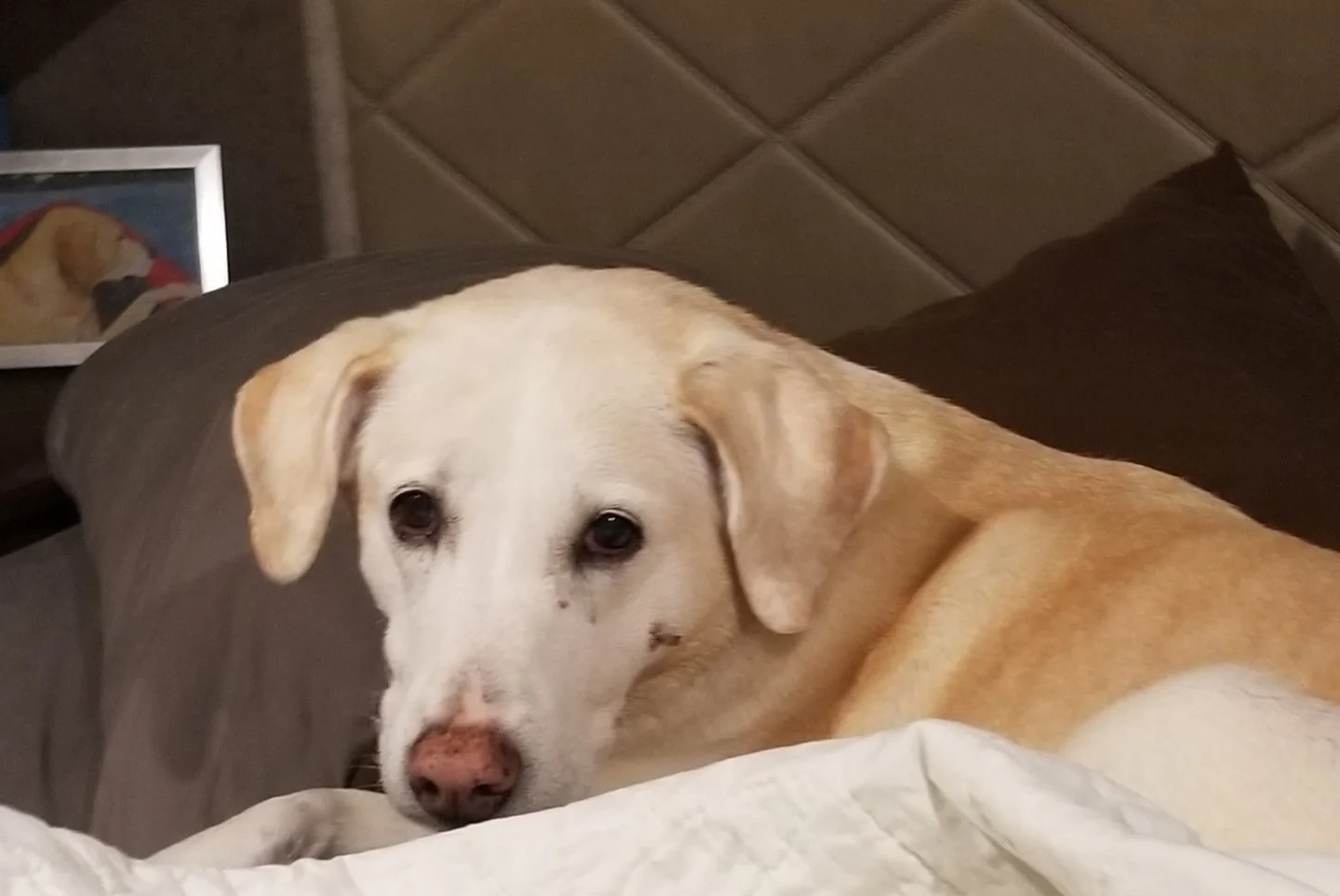 It's Testimonial Tuesday! Meet Carlee 😊 

"I had Carlee on arthritis meds from vet. Can destroy the liver. I saw licks (ElderDog) and decided to give it a try, she is like 5 years younger! She jogged in the field  yesterday!  I couldn't believe