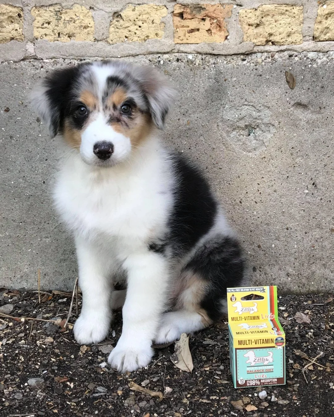 Because every picky pup deserves the best 🐾

Meet the secret to happy, healthy puppies&mdash;LICKS&reg; Multi-Vitamin! 🌟 Perfect for those fussy eaters, it ensures your little one gets a balanced diet and all the nutrients they need to grow strong 