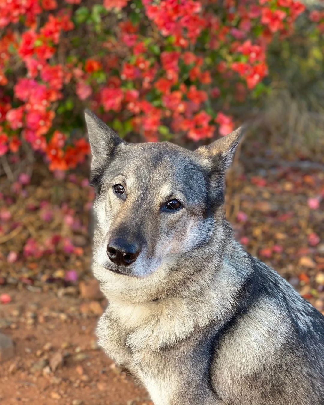 Meet Riley! LICKS ZEN is her ultimate food enhancer and it helps with all our cross country adventures!

"Riley is a shelter dog from New Mexico.
She is part coyote and husky. She was born on Native land.
I am a travel nurse who lives my life 14