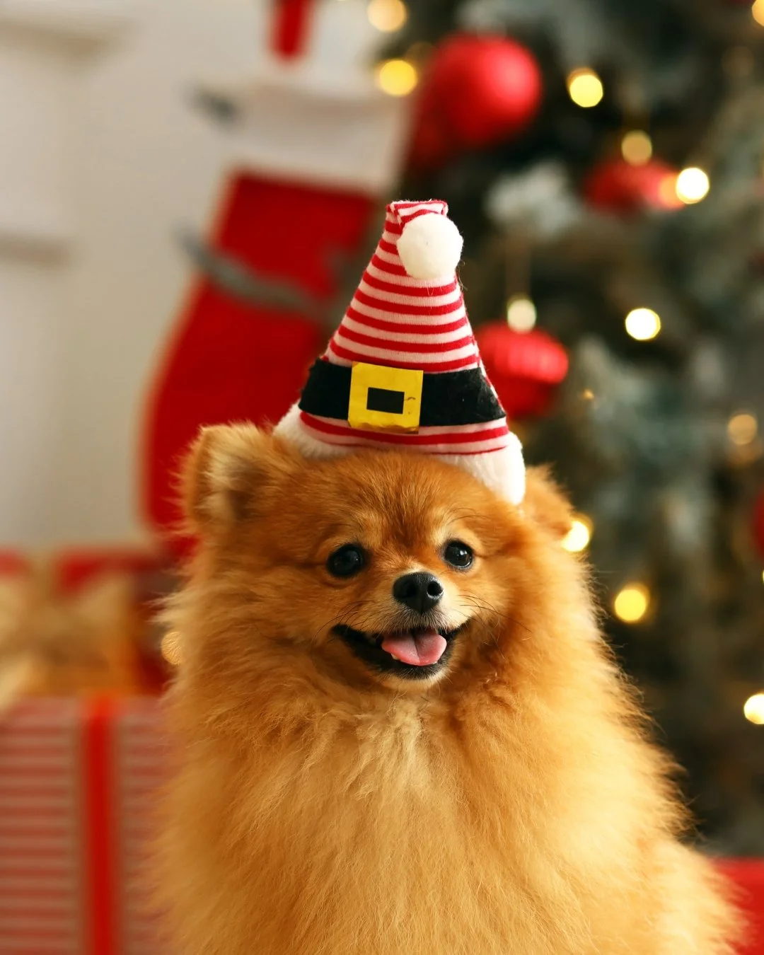 Happy holidays from Licks Pill-Free!

Wishing you and your furry friends a joyful, safe, and healthy holiday season! 🎄 Your support means the world to us, and we&rsquo;re so grateful to be a part of your pet&rsquo;s wellness journey. Here&rsquo;s to