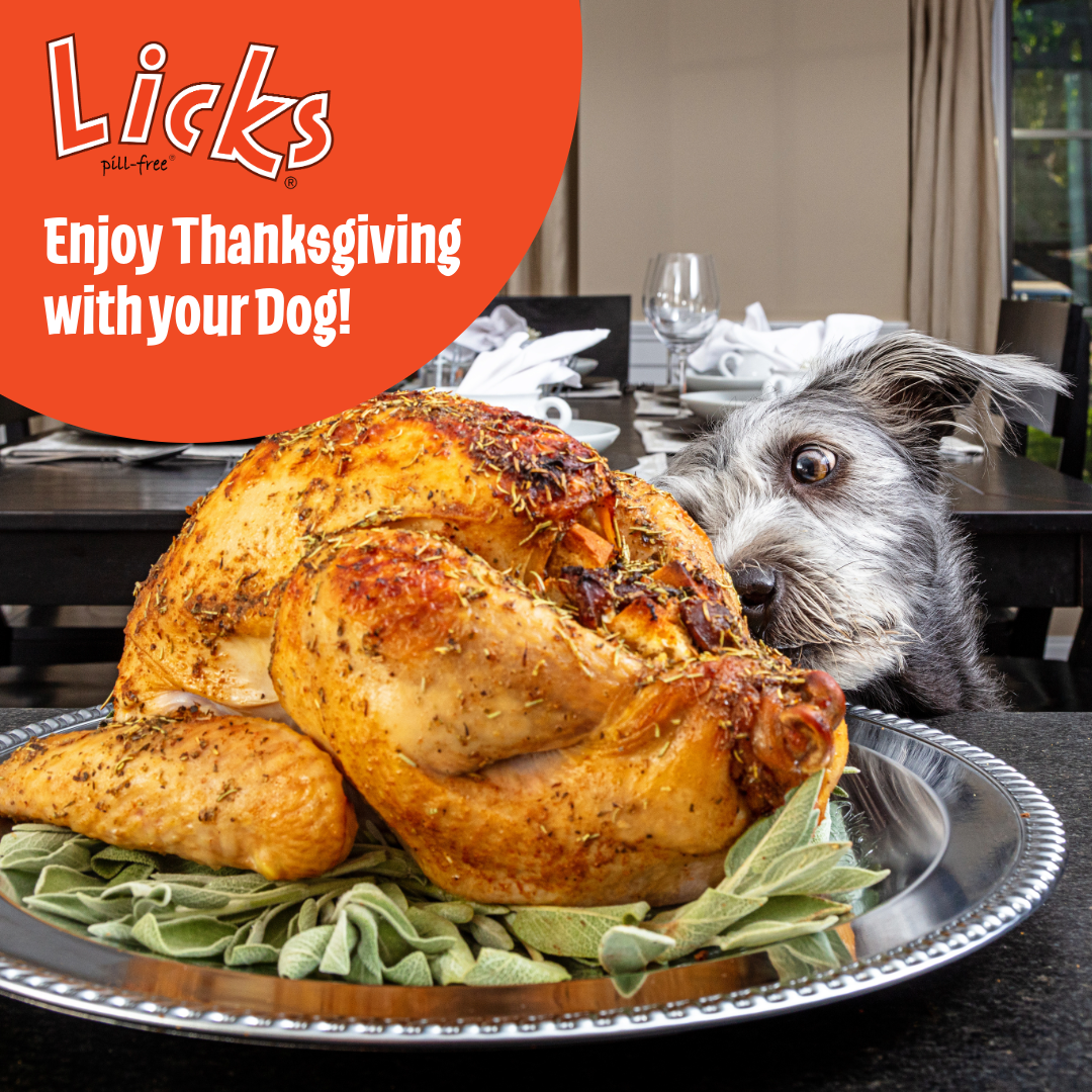 Enjoy Thanksgiving with your Dog!
