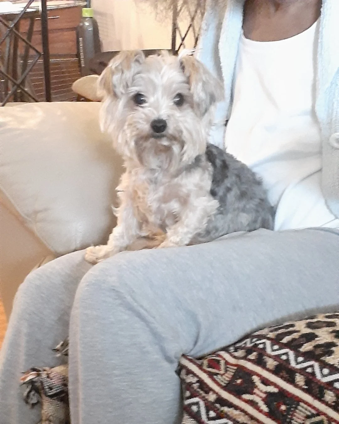 It's Testimonial Tuesday- Meet Napoleon the Yorkie!

Napoleon uses Licks Skin &amp; Allergy and ZEN Calming Aid "I just love these!  They work so fast. I have been using these for years now."

-Teri

Have you tried our ZEN Calming or our Sk