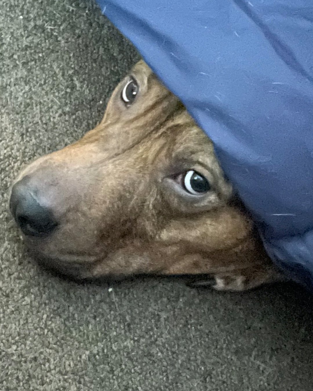 Meet King! He uses Licks Urinary Tract Care and ZEN Calming. 

"My dog has a very sensitive stomach and he cannot tolerate pills or tablets. When I found Licks products, I knew I had to have my pup try it. He has tolerated the Licks Urinary Trac