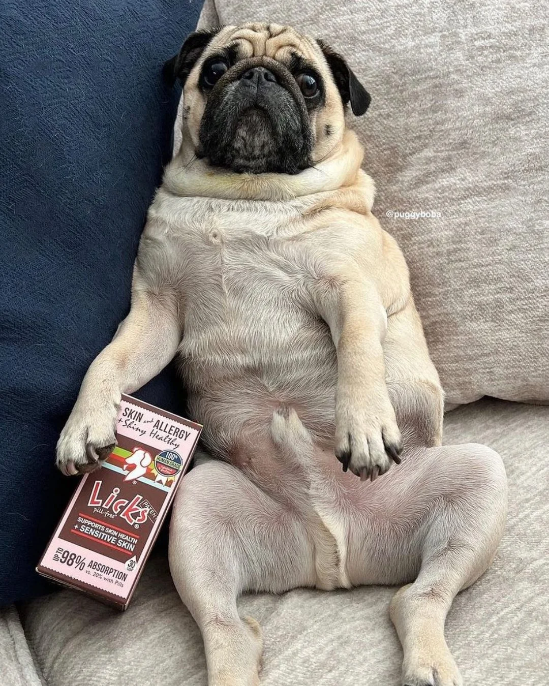 Winter skin care made easy! ❄️

@puggyboba trusts Licks Skin &amp; Allergy to keep his skin soft, healthy, and irritation-free all winter long! 🐾 With 98% absorption, it's the ultimate treat for your pet's skin. Have you tried it for your fur baby y