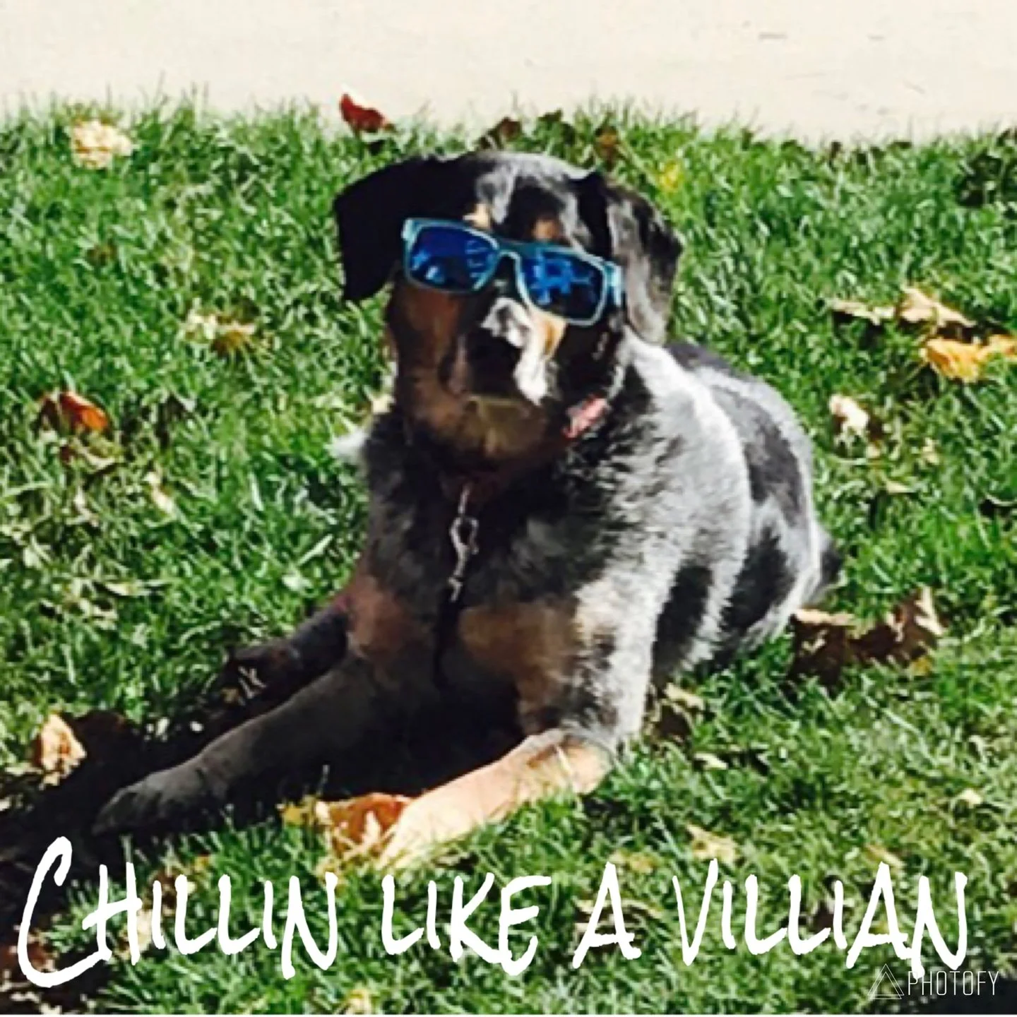 It's Testimonial Tuesday- Meet Tucker!
"I have tried everything to help Tucker&rsquo;s seasonal allergies and finally found instant relief with Licks! His coat is glowing and he has his energy back! Oh does Tucks just love his treat too! He is 1