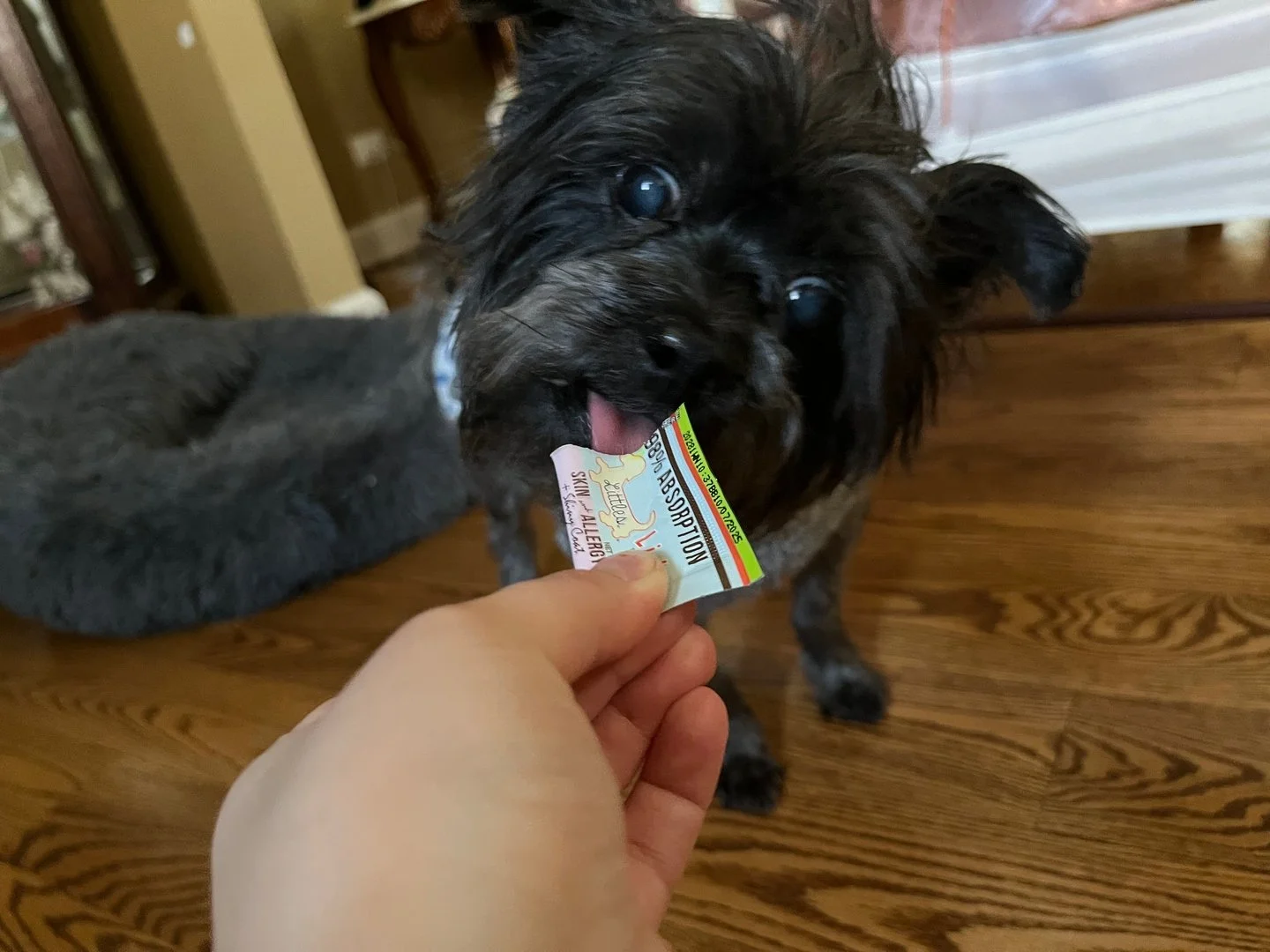 Did you know we make smaller dosed packets specifically for small breed dogs? Don't let your small dog miss out on the big impact our supplements can have for them!!

#LicksPillFree #DogHealth #DogSkinandAllergy #SmallDog #SmallBreedDogs #DogSuppleme