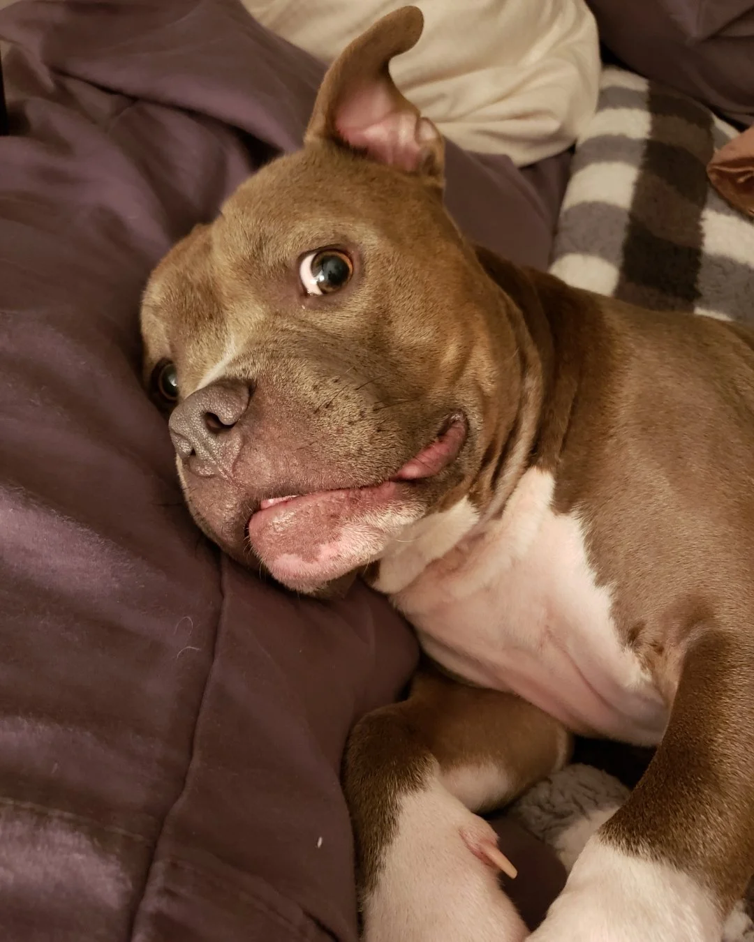 It's Testimonial Tuesday- Meet Remy and learn how Licks Dog Digestion has helped his sensitive stomach! 🧡 

"Remy has a VERY sensitive stomach. He hates the probiotics from the vet, absolutely will not take it. His last round of tummy upset was