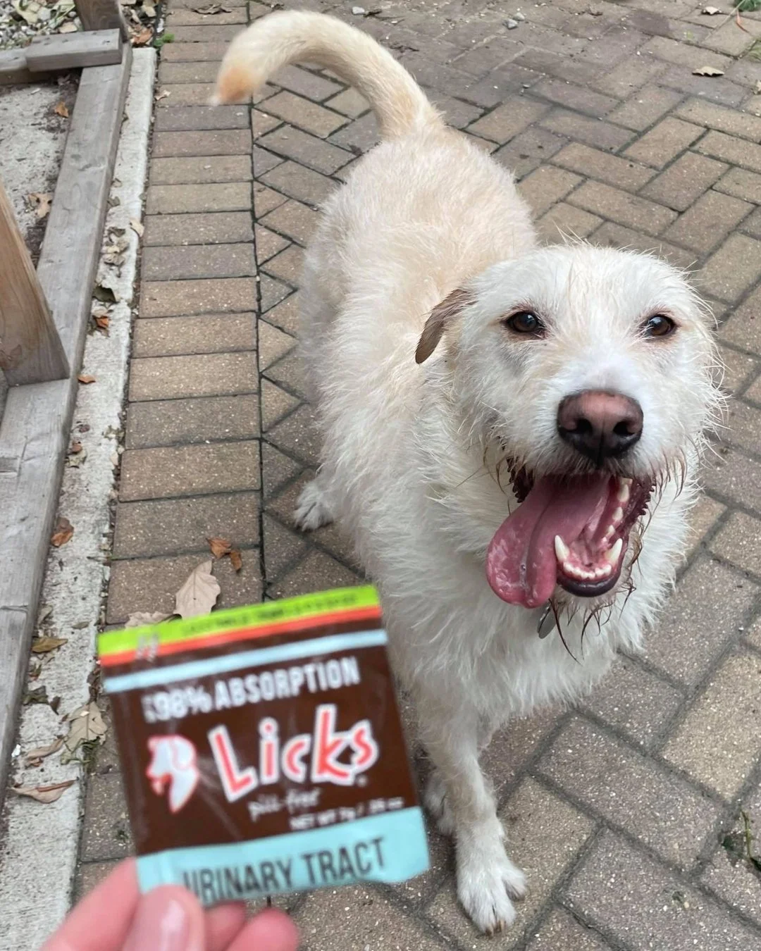 Are last-minute dashes outside or to the litter box becoming all too familiar??

That's just scratching the surface of bladder discomfort woes. Our Infection Prevention Formula is here to rescue you! It eases bladder discomfort, curbs frequent urges,