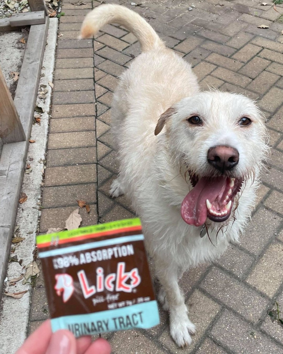 Are last-minute dashes outside or to the litter box becoming all too familiar??

That's just scratching the surface of bladder discomfort woes. Our Infection Prevention Formula is here to rescue you! It eases bladder discomfort, curbs frequent urges,