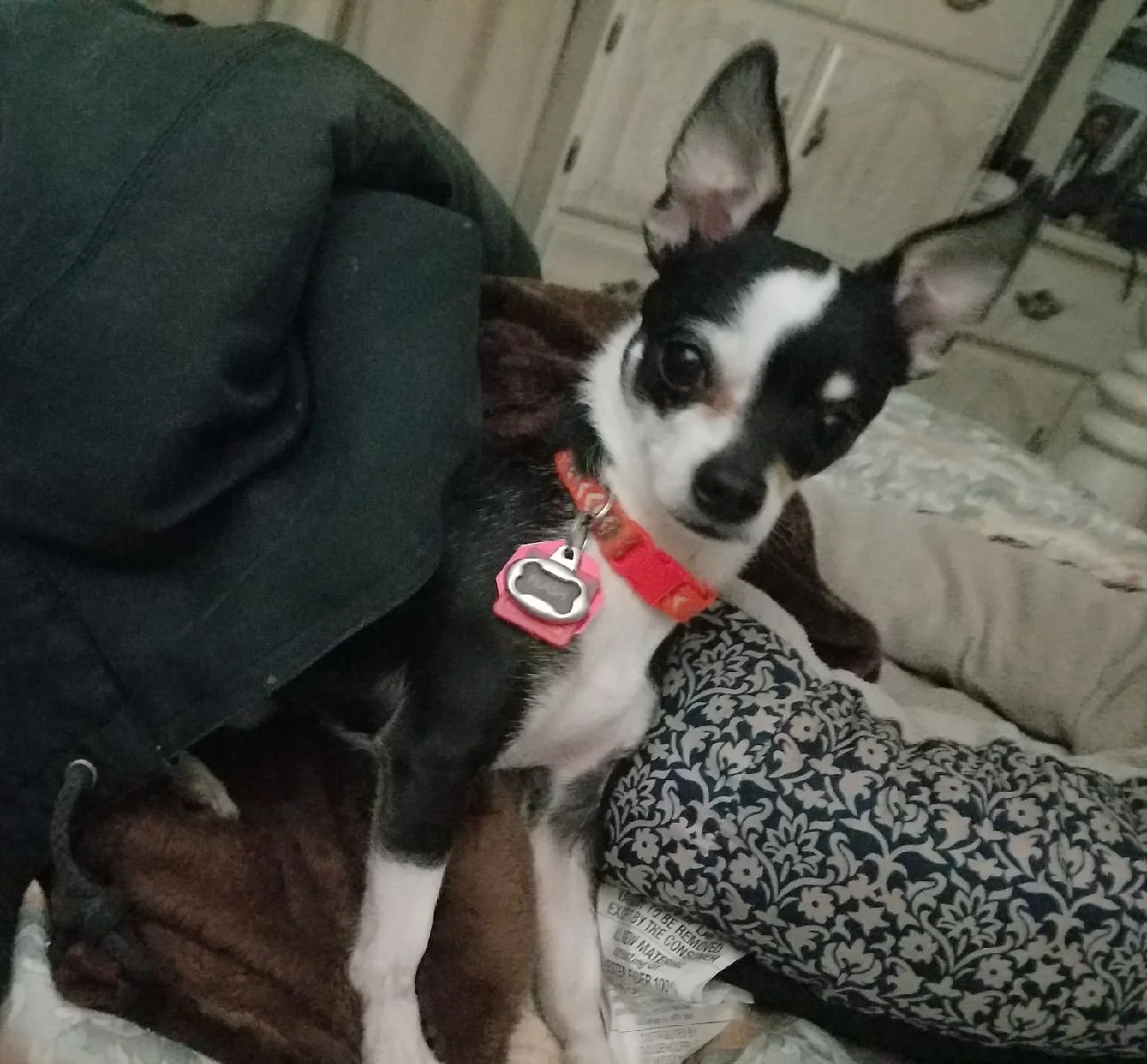 It's Testimonial Tuesday! Meet Flash⚡ 
Flash uses Licks Littles Skin &amp; Allergy supplement! 
"He loves this stuff and it really helps against his itching."

Most of our formulas come in "Littles" sizing especially for small bre