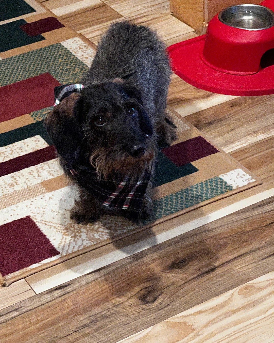 It's Testimonial Tuesday! Meet Abby🐾 
"I use (LICKS) for my dog any time when she eats something new and has belly aches, this is the only solution for her."

Whether it's stomach issues, anxiety, joint stiffness, itchy skin, or another ai