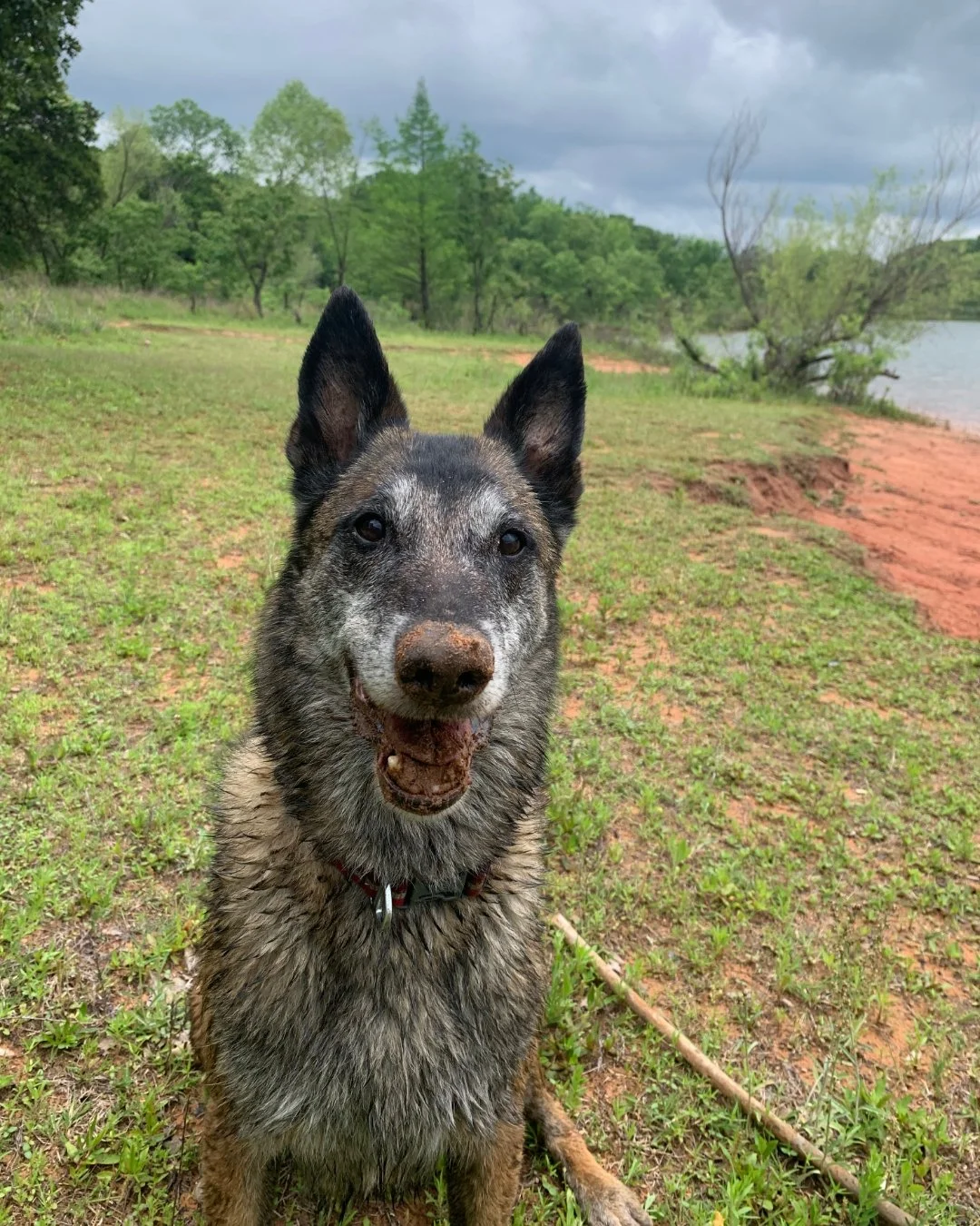 It's Testimonial Tuesday, meet Quake!💥 

"Zen Licks calms Quake down and allows her to be more comfortable while we train other dogs with gunfire, whistles, etc. Her sensitivity developed after she was retired."

Did you know that a lot of