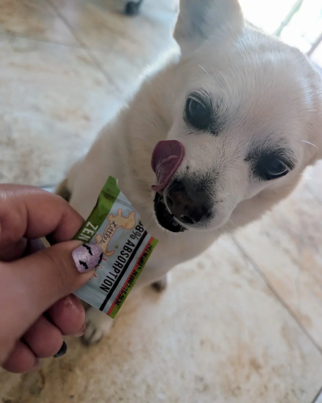 Is your small dog feeling anxious? We have the perfect solution for you! 🐾 

Our Littles Dog ZEN Calming aid, specially formulated in smaller packets designed just for small breed dogs!

Visit our website now to help your furry friend find their cal