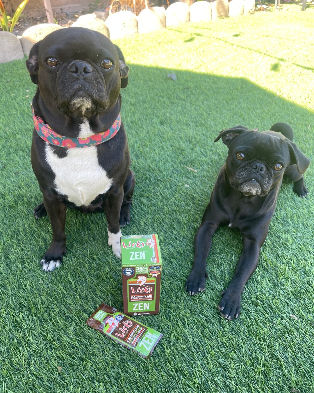 We're going GREEN for St. Patricks Day this week! 🐶💚 

Save 25% on All Calming Products with code: LUCKY25☘️ 

Choose our Green ZEN Calming Aid box, Say goodbye to stress and hello to calm tails! 🐾 Our Zen Calming formula promotes relaxation, help