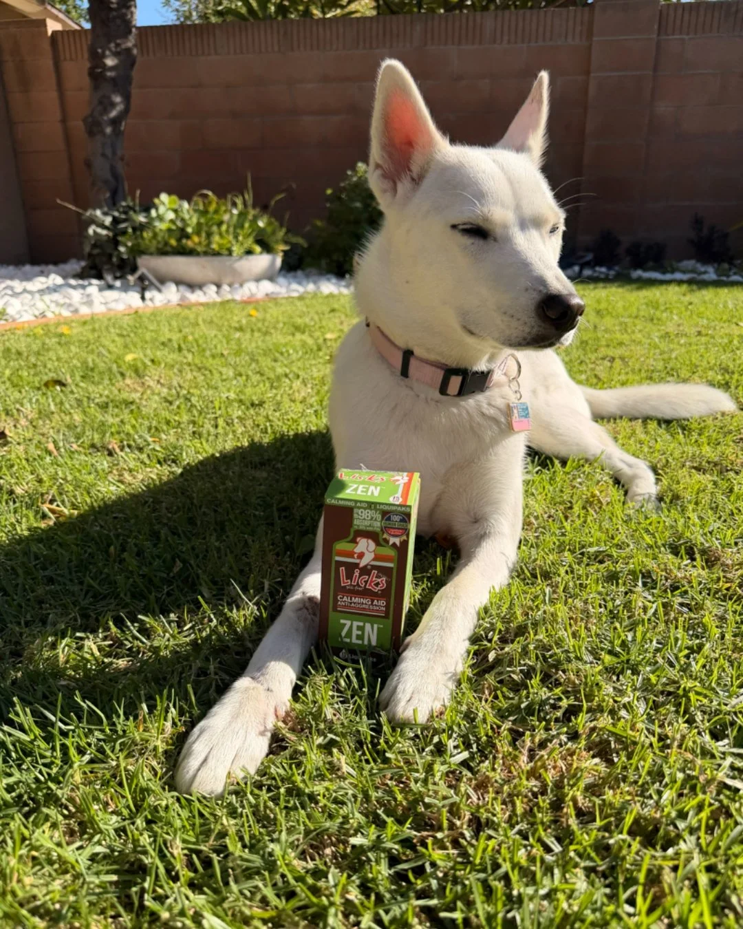 Calm tails, happy days 🐾

Does your furry friend get anxious during vet visits, car rides, or thunderstorms? 🐕 Our Dog ZEN Calming Aid is here to help! Fast-acting in just 30-40 minutes, it keeps your pet calm for 4-6 hours, so they can stay relaxe